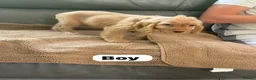 Cockapoo dogs for sale: OUTSTANDINGADORABLE F1 SHOW TYPE COCKAPOO - Advert 11