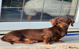 Miniature Dachshund dogs for sale: Miniature dachshund puppies - Image 19