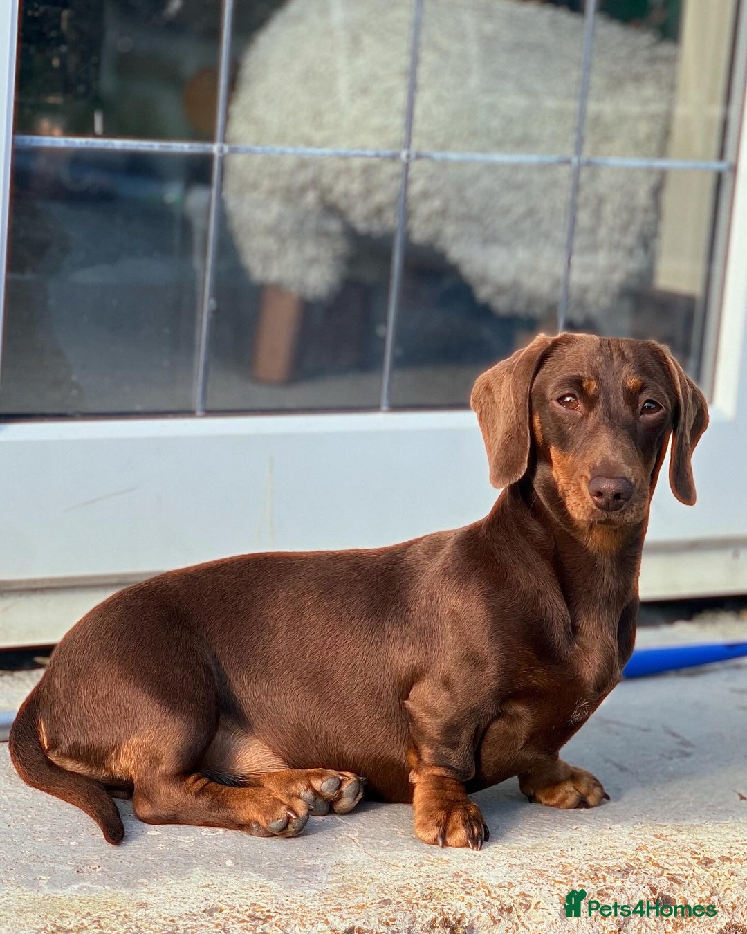 Miniature Dachshund dogs for sale: Miniature dachshund puppies - Image 19