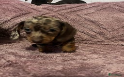 Dachshund dogs for sale: Beautiful miniature dachshunds  - Image 12
