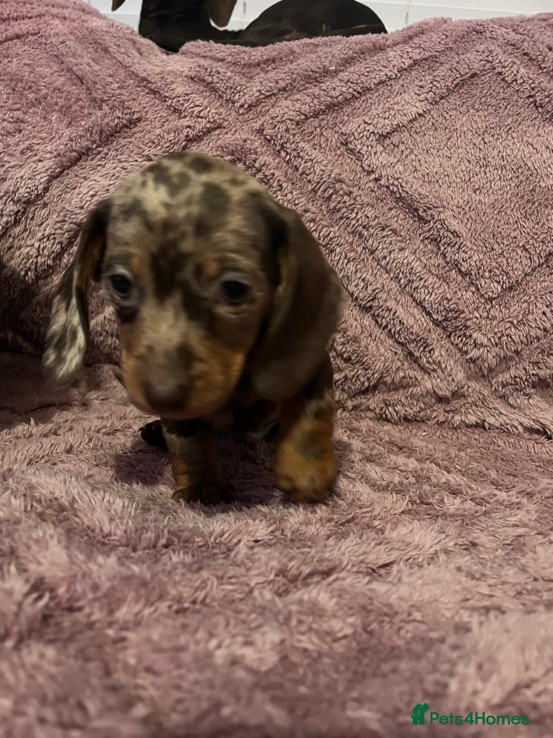 Dachshund dogs for sale: Beautiful miniature dachshunds  - Image 12