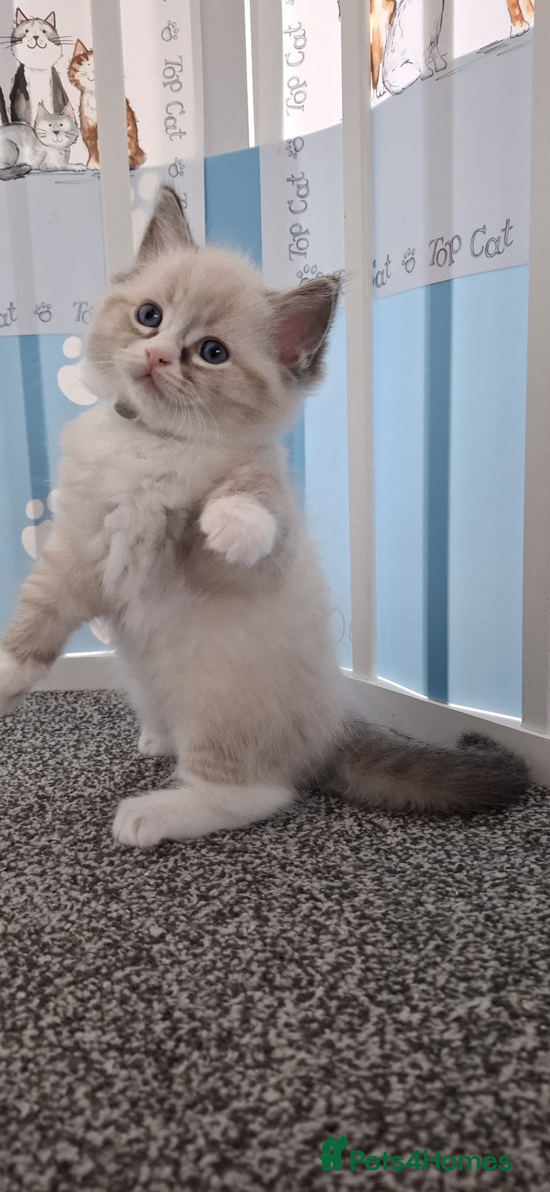 Ragdoll cats for sale: Beautiful Ragdolls 4 boys and 2 girls  - Image 3
