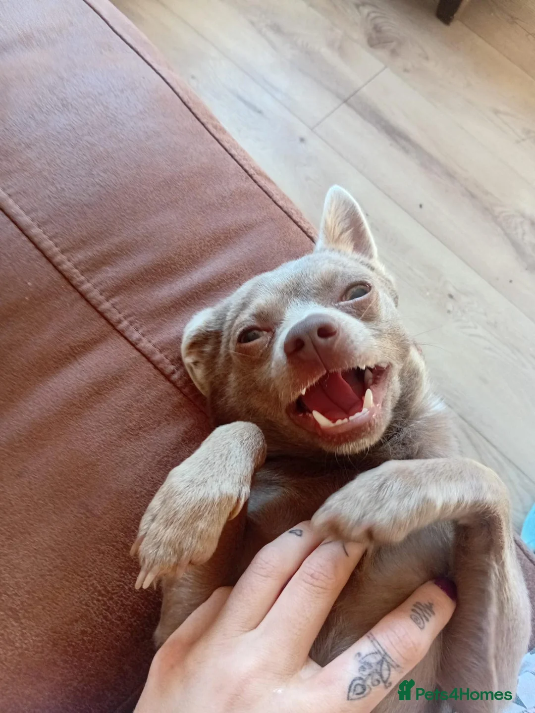 Pomchi dogs for sale: Teddy Pomchi  in Whitley Bay - Advert 2