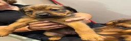 Mixed Breed dogs for sale: Staffweilers F5 exotic colours co/co dd bb  in London - Advert 16