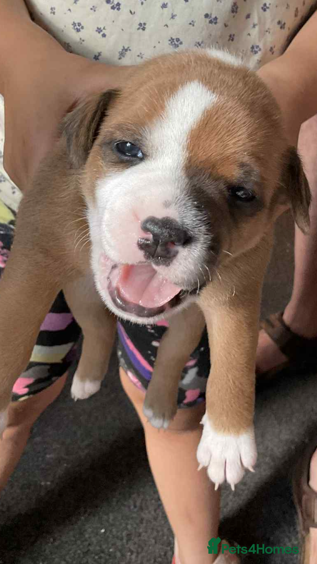 Staffordshire Bull Terrier dogs for sale: Kc Staffordshire bull terrior puppies - Image 11