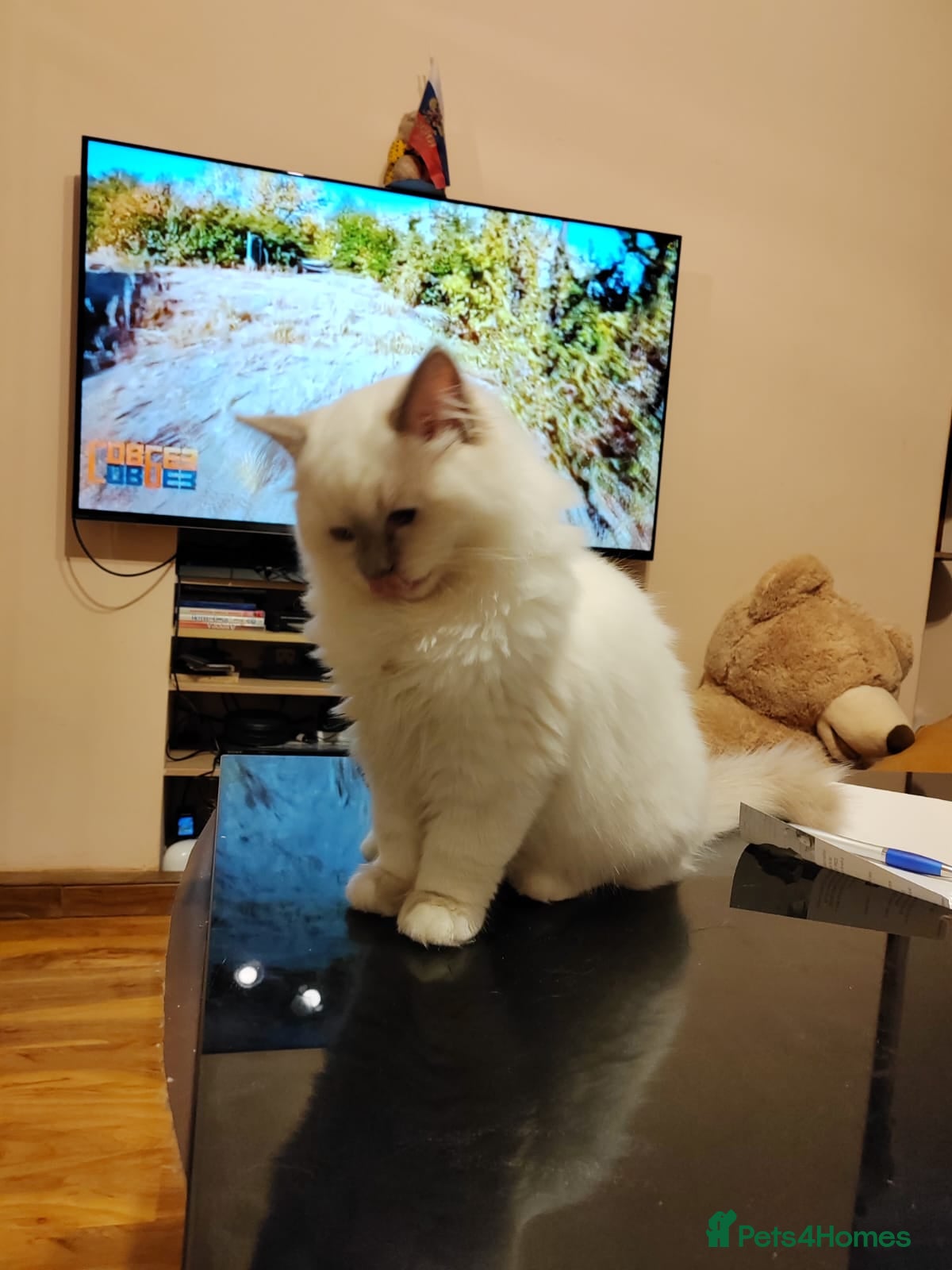 Ragdoll cats GCCF Registered Kittens*Ready to go*ONE BOY LEF* - Advert 4