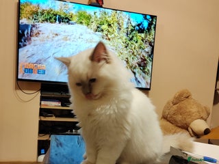 Ragdoll cats GCCF Registered Kittens*Ready to go*ONE BOY LEF* - Advert 1