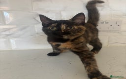 Mixed Breed cats for sale: Adorable Tortoiseshell Kitten (part Main Coon) - Image 5
