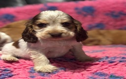 Cocker Spaniel dogs for sale: Outstanding of top quality show type puppies 🌈🐶 - Advert 26