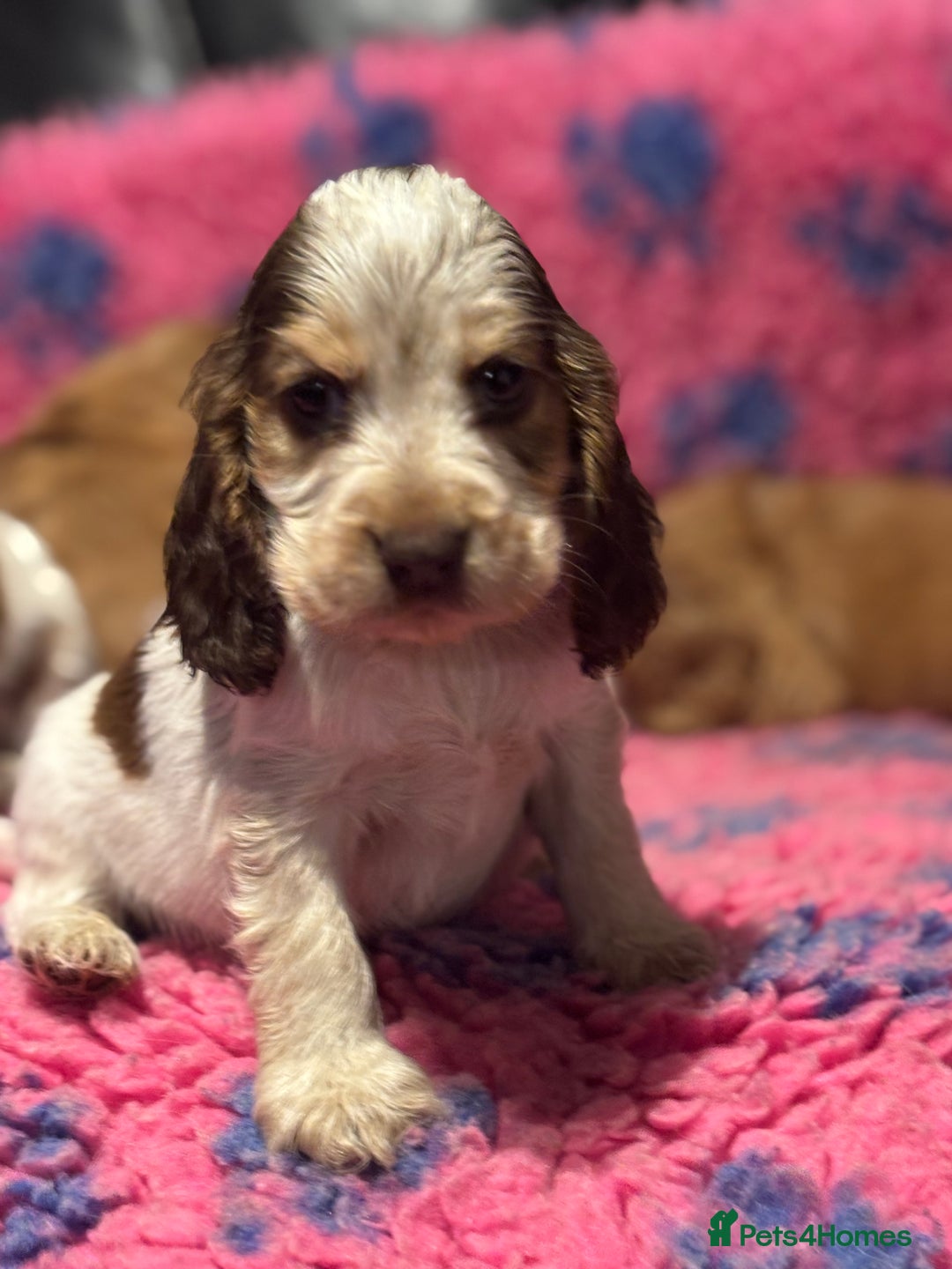 Cocker Spaniel dogs for sale: Outstanding of top quality show type puppies 🌈🐶 - Advert 26
