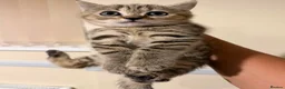 British Shorthair cats for sale: BS Kittens Available Fully TestedReady to Meet You - Advert 11