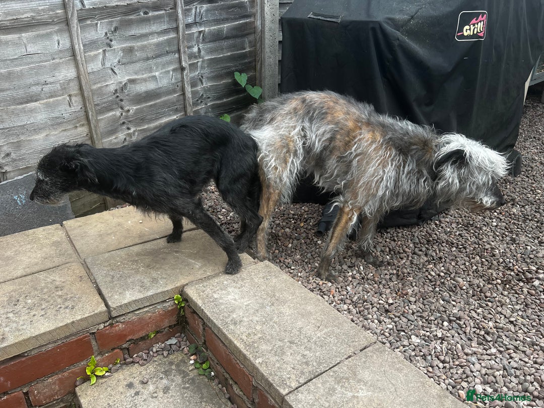 Bedlington Terrier dogs for sale: Bedlington Whippet Puppies - Image 6