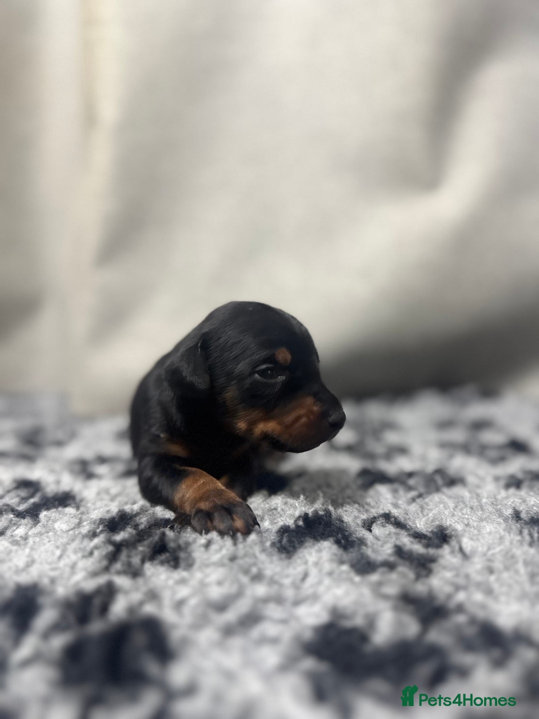 Dobermann dogs for sale: Top quality doberman  - Advert 5