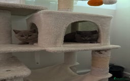 British Shorthair cats for sale: British shorthair kittens lilac & blue⭐️ - Image 2