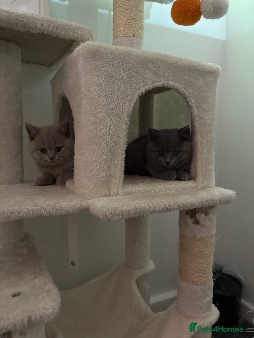British Shorthair cats for sale: British shorthair kittens lilac & blue⭐️ - Image 2