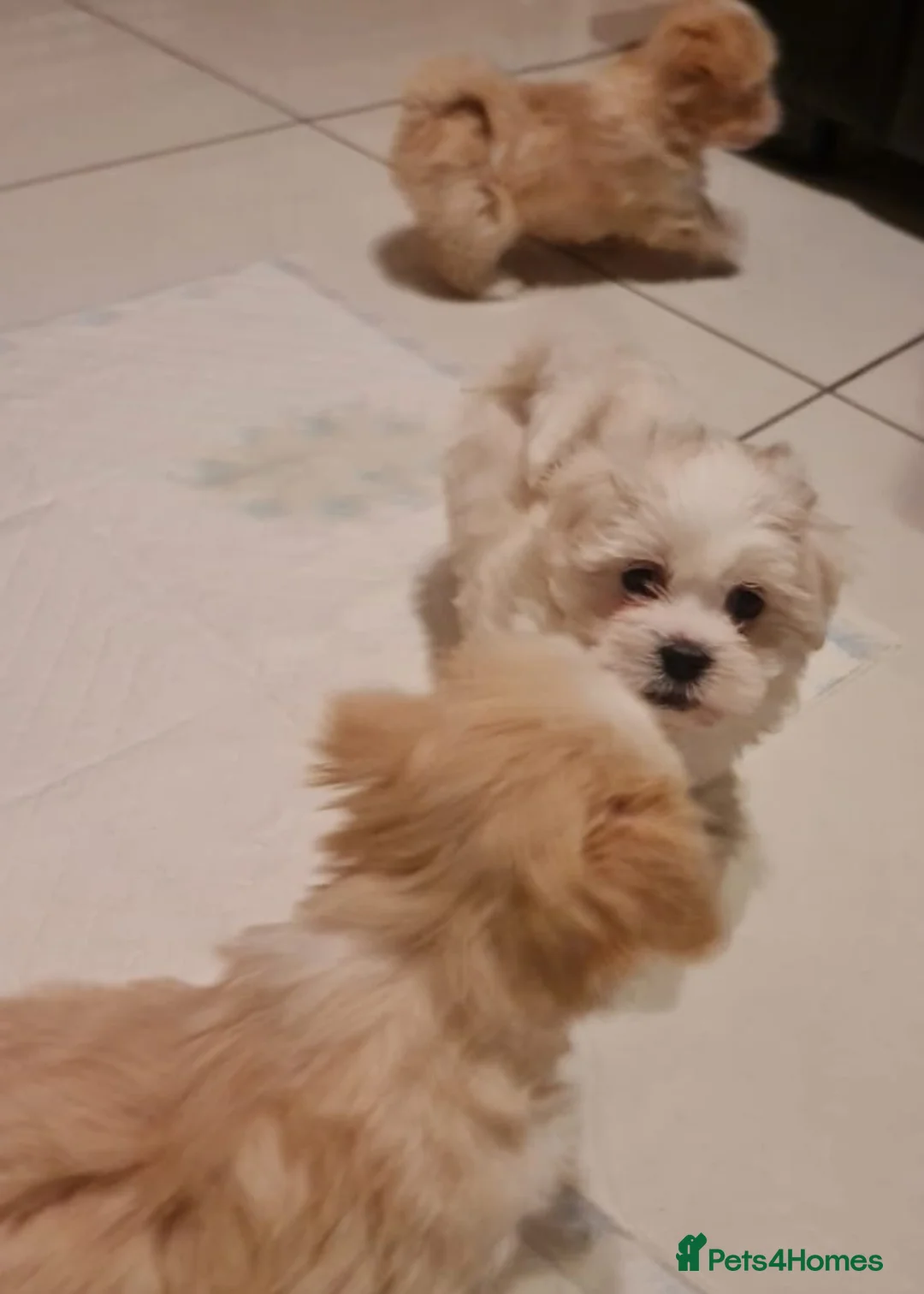 Mixed Breed dogs for sale: Havanese x Maltese Havamalts - Advert 20
