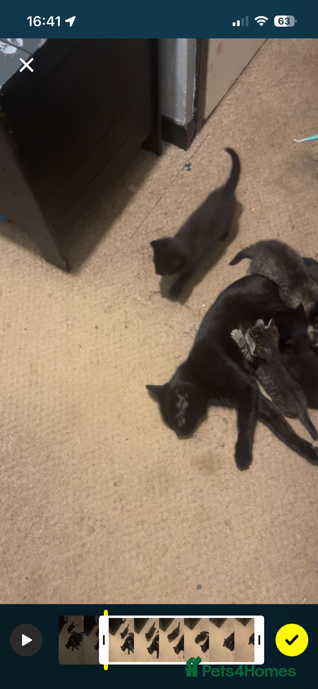 Mixed Breed cats for sale: Mixed breed kittens ready now  - Image 6