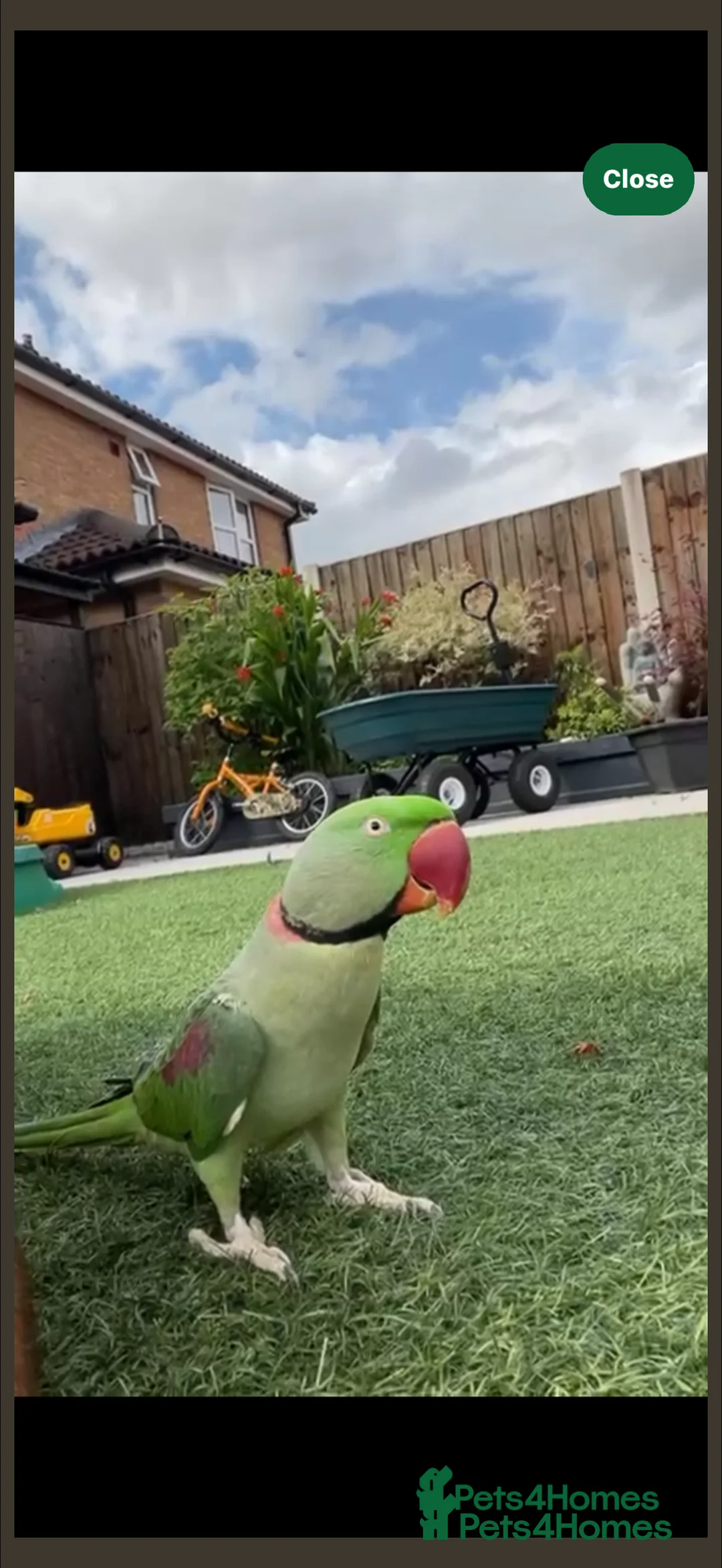 Parrots birds for sale: PARROT (Alexander parakeet ) HAND REARED  - Advert 8