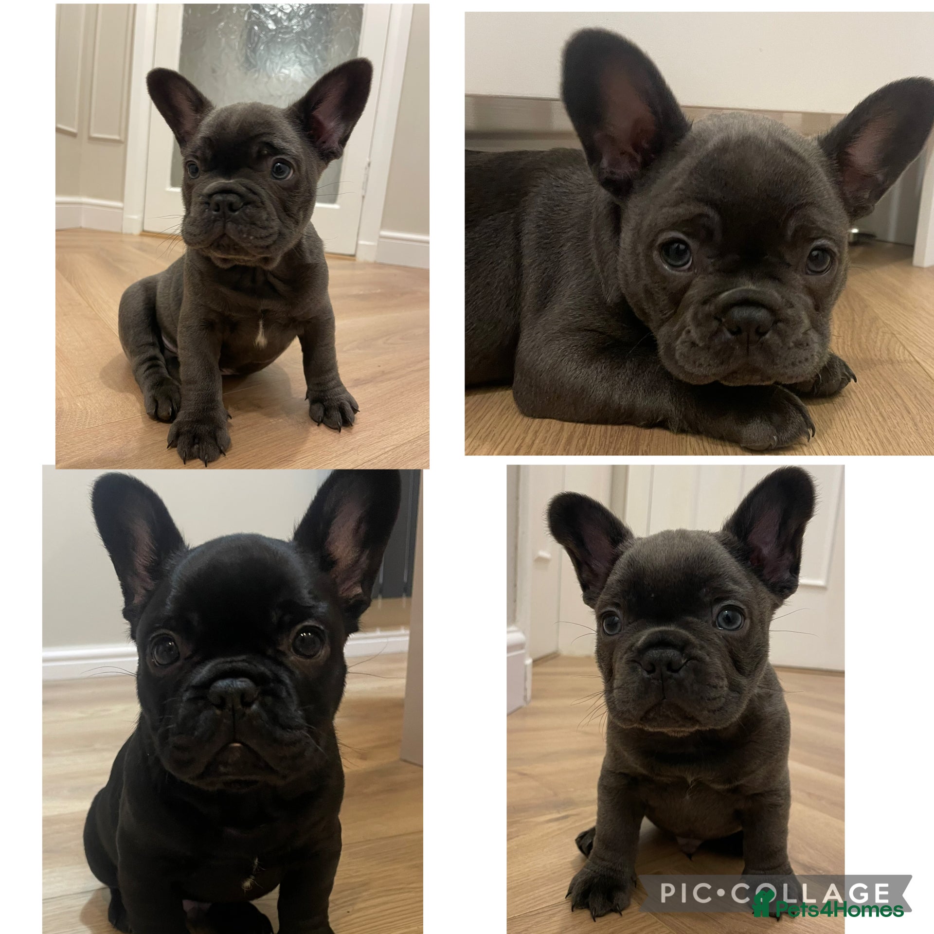 French Bulldog dogs French bulldog puppies for sale to good homes - Advert 7