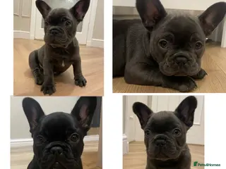 French Bulldog dogs French bulldog puppies for sale to good homes - Advert 7