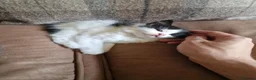Ragdoll cats for sale: 3 kittens for living homes in Southampton - Advert 2