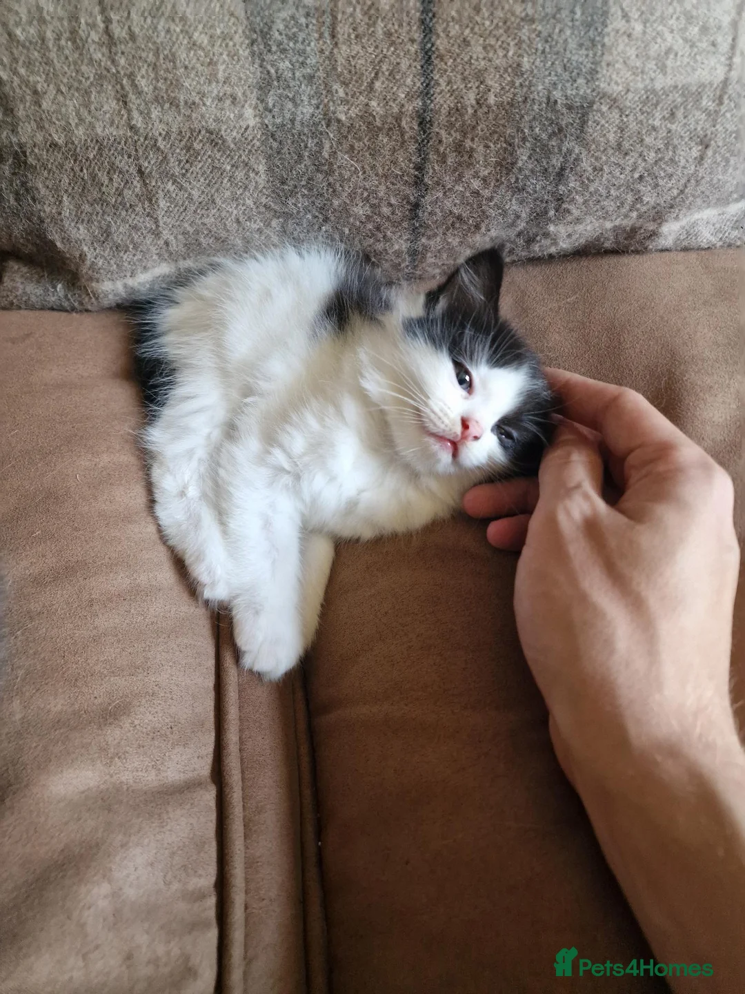 Ragdoll cats for sale: 3 kittens for living homes in Southampton - Advert 2