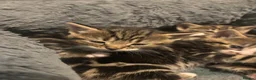Mixed Breed cats for sale: Kittens for sale to good homes  - Advert 9