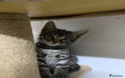 Bengal cats for sale: BEAUTIFUL HALF BENGAL KITTENS - Image 28