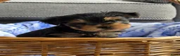 Yorkshire Terrier dogs for sale: Kc registered Yorkshire terrier puppies - Advert 25