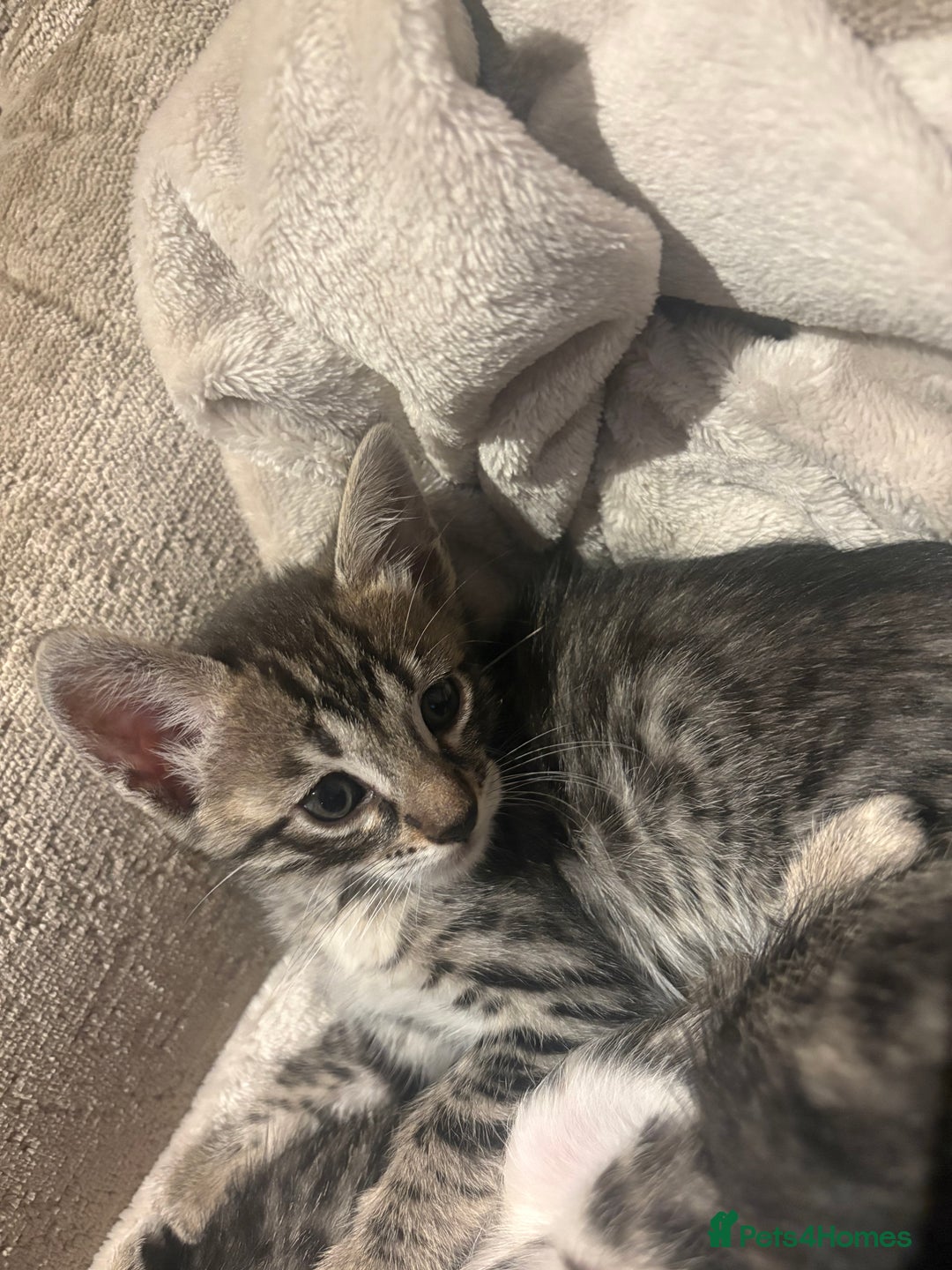 Bengal cats for sale: bengal kittens  - Advert 35