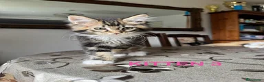 Maine Coon Kitten 3