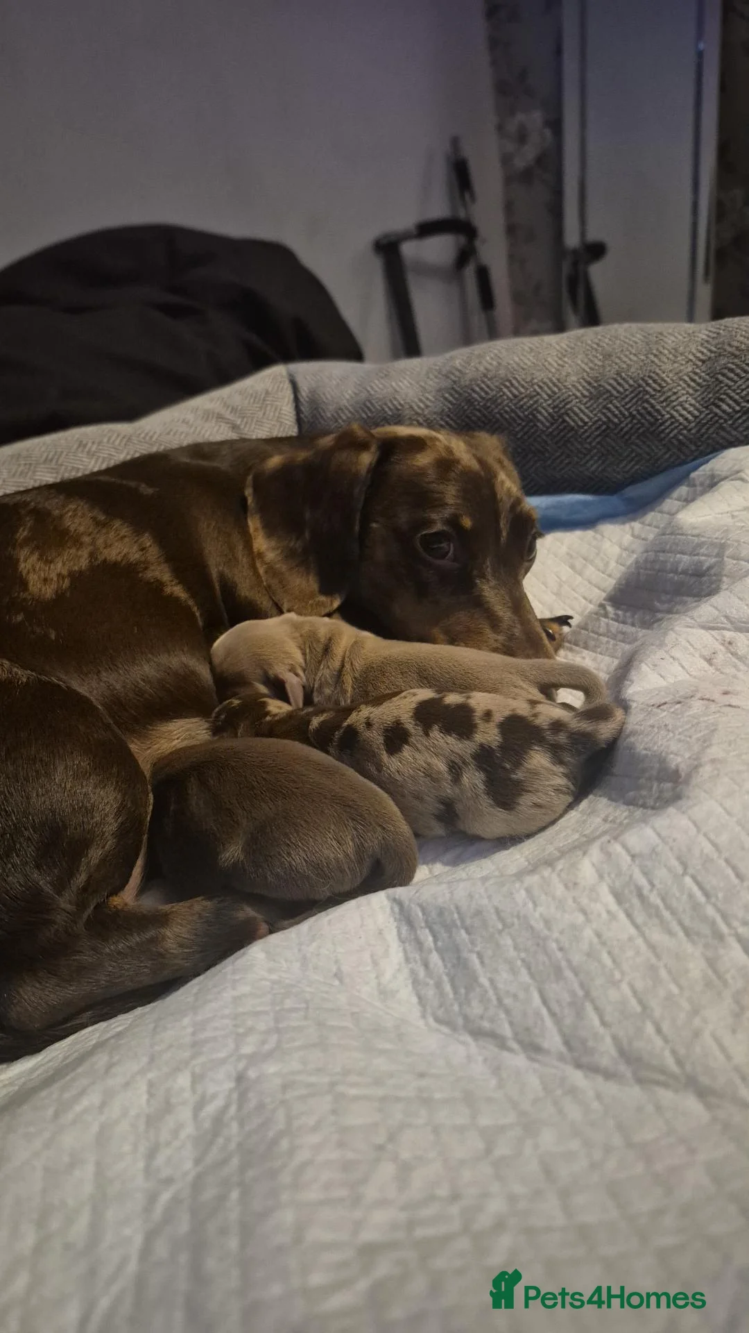 Miniature Dachshund dogs for sale:  Miniture dashchund puppies for sale - Advert 2