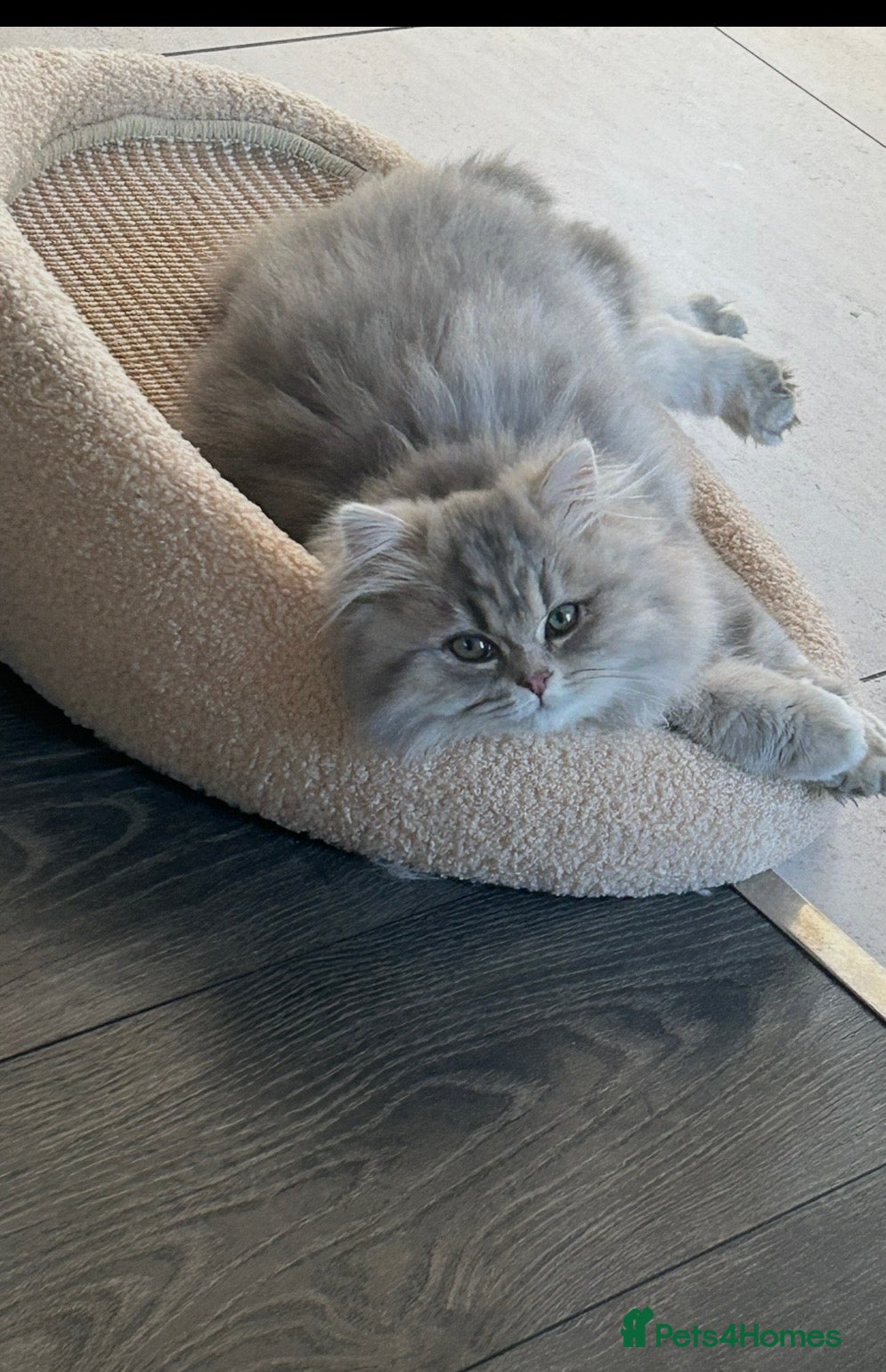 British Longhair cats Blue golden British long hair  - Advert 3