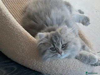 British Longhair cats Blue golden British long hair - Advert 3