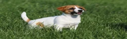 Jack Russell dogs for adoption: Sandra – Female Jack Russell Terrier - Advert 3