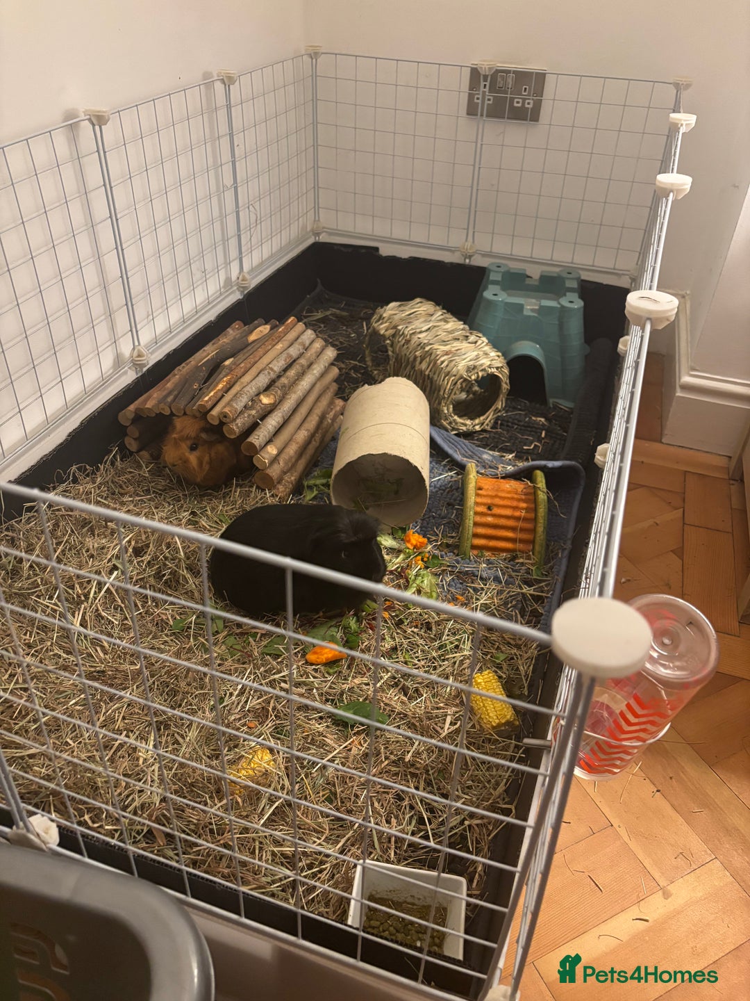 Guinea Pig rodents for sale: Stunning boar pair with all accessories  - Advert 9