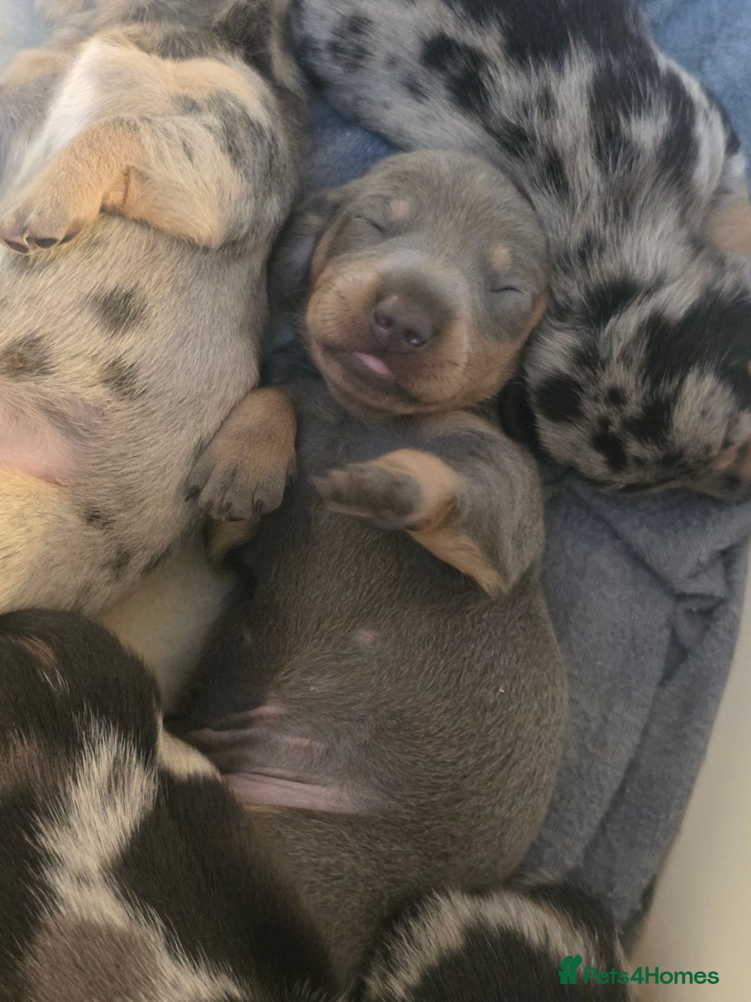 Miniature Dachshund dogs for sale: Amazing miniture dachshund puppies  - Image 18