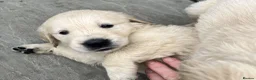 Golden Retriever dogs for sale: KC Registered Vet Health Checked Puppies - Advert 27
