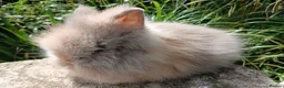 Lionhead rabbits for sale: Stunning DM lionhead baby rabbits - Advert 5