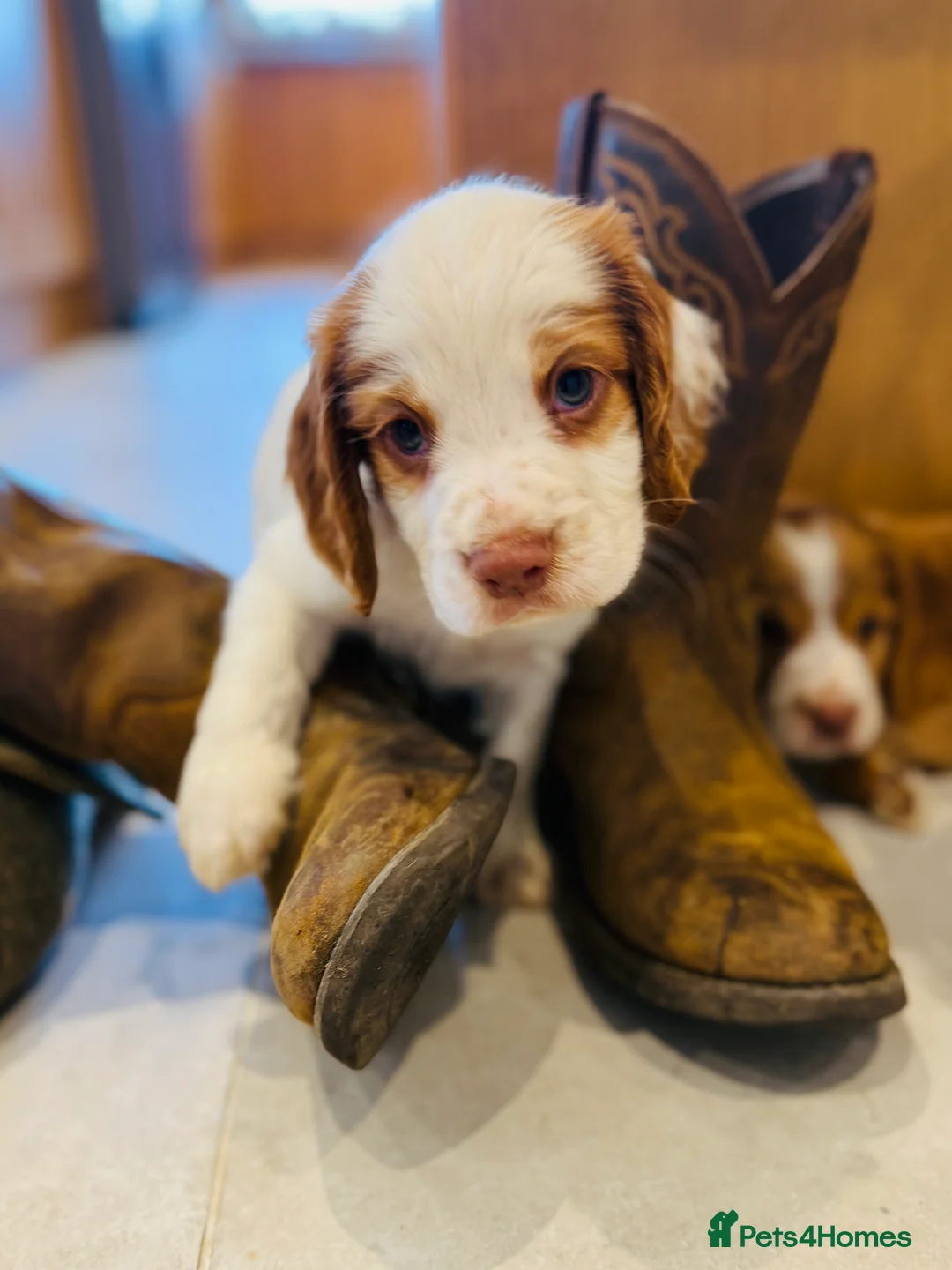 Cocker Spaniel dogs for stud: Cracking cocker spaniel for Stud  - Advert 8