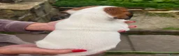 Jack Russell dogs for sale: 3 female Jack Russell puppies ready to go - Advert 23