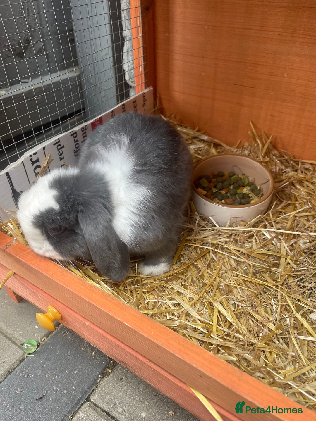Mini Lop rabbits for sale: Bunny’s for sale  - Image 5