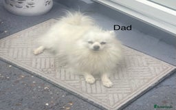 Pomeranian dogs for sale: Pomeranian Pups - Image 4