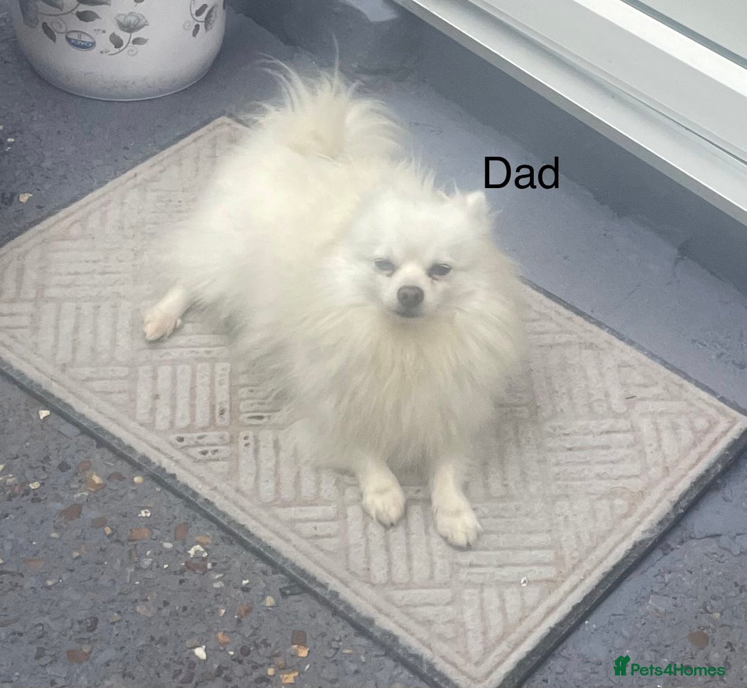 Pomeranian dogs for sale: Pomeranian Pups - Image 4