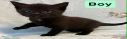 Mixed Breed cats for sale: 3 beautiful kittens for sale  - Advert 4
