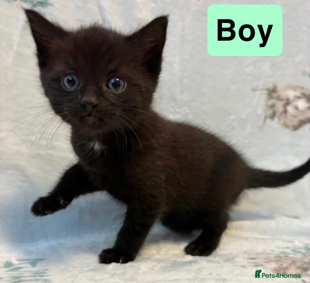 Mixed Breed cats for sale: 3 beautiful kittens for sale  - Advert 4