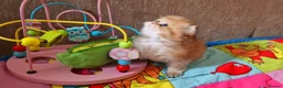 British Longhair cats for sale: 💖 Golden British Medium/Longhair Girl 💖 - Advert 8