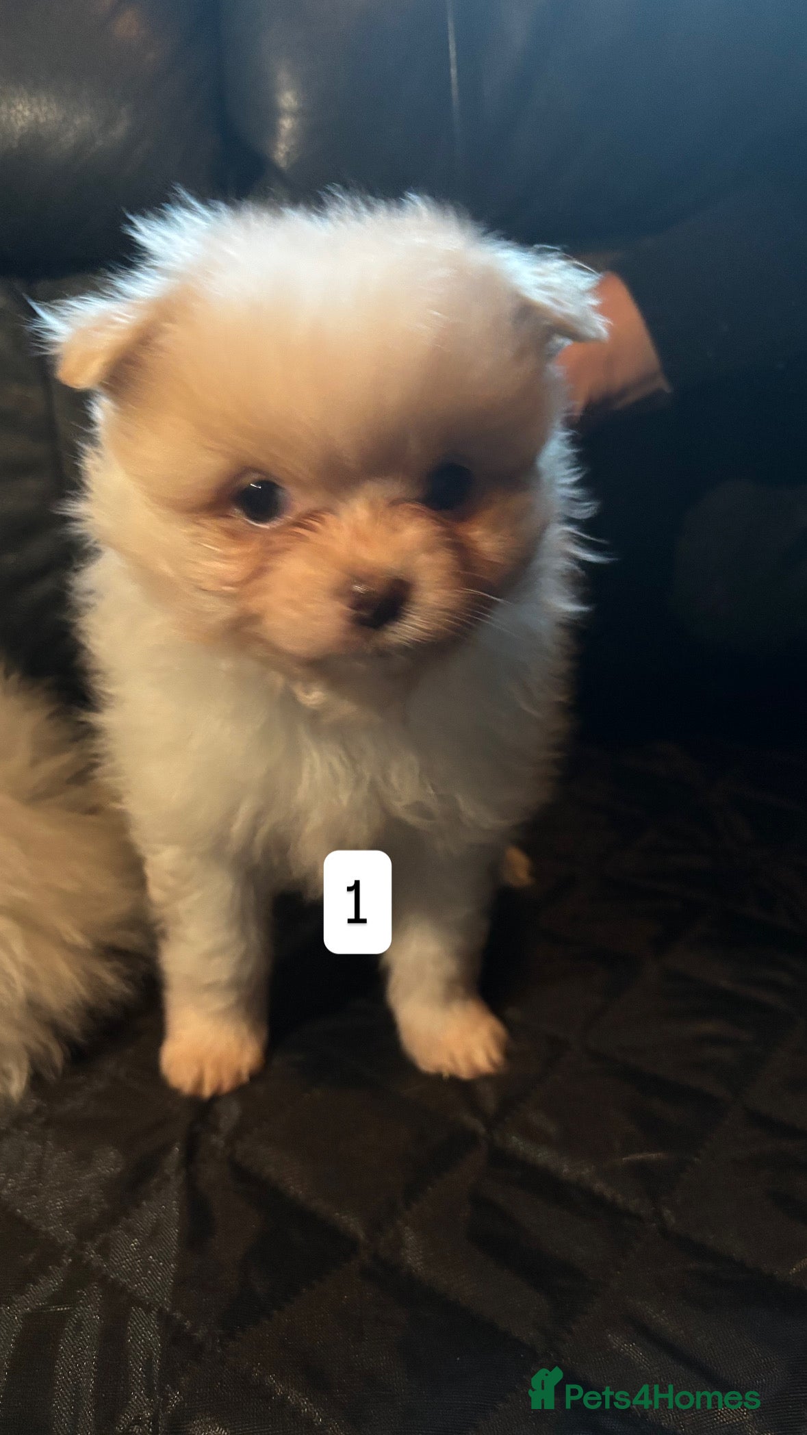 Pomeranian dogs Cute fluffy Pomeranian puppies for sale - Advert 16