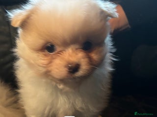 Pomeranian dogs for sale: Pomeranian puppies for sale - Advert 1
