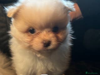 Pomeranian dogs Cute fluffy Pomeranian puppies for sale - Advert 17